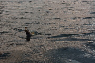 Summer fishing, pike fishing, spinning on the lake 