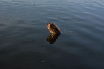 Summer fishing, pike fishing, spinning on the lake 