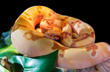 Boa Imperator (lat. Sunglow Max Carame).
 It is a species of nonvenomous snakes. The average length is from 1.3 to 2.5 m, but can reach 3.7 m. The average weight is about 6 kg. The Imperial boa constr