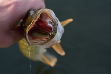 Summer fishing, pike fishing, spinning on the lake 