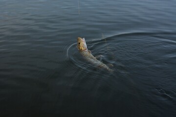 Summer fishing, pike fishing, spinning on the lake 