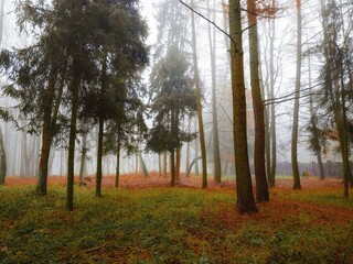 Misty forest in late autumn. Fallen leaves under the trees. Dense fog in the morning woods. 