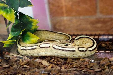 Royal Python, Ball Python.
This is a non-venomous snake from the genus of real pythons, common in...