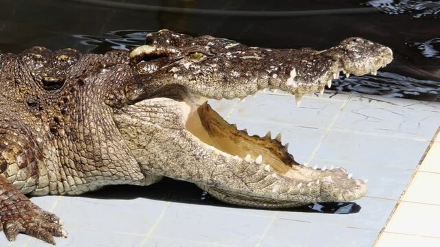 Alligators are reptiles. , The crocodile is opening its mouth in the zoo.