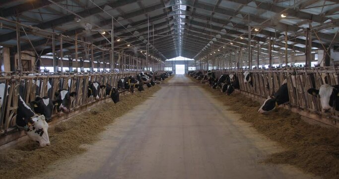 livestock farm, a herd of dairy cows with tags and collars stand in the stall and eat combined feed in barn