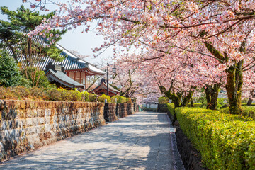 Shizuoka, Japan old town streets with cherry blossoms in Spring season