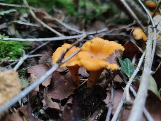 Winter Chanterelles mushrooms