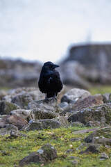 crow on rocks