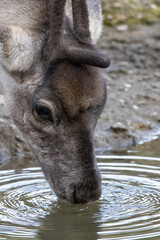 Fototapeta premium reindeer in the forest