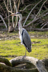 Naklejka premium great gray heron