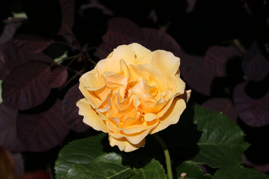 Orange Rose Flower In Close Up