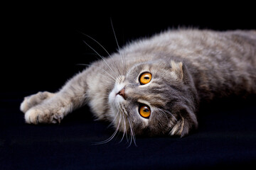 lovely blue scottish fold cat with golden eyes on black background