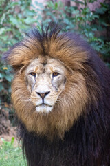Obraz premium portrait of a lion