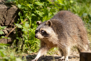 Naklejka premium raccoon on the ground