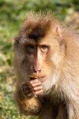 portrait of a monkey