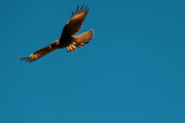 CONDOR VOLANDO