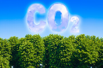 Meer bomen verminderen de hoeveelheid CO2 - concept met CO2-tekst tegen een lucht en luifel van bomen