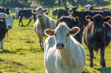commercial beef cattle herd in pasture