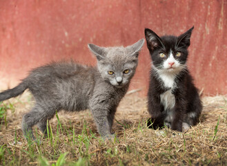 Pair of Barn Kitten cats by red wall.