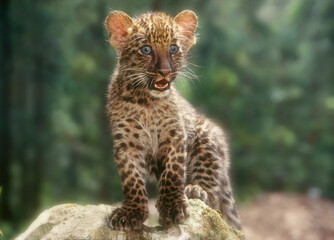 Eight week old African Leopard cub atop a 
boulder
