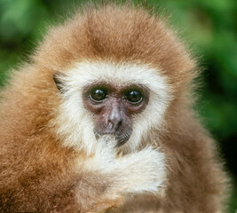 White Hand Gibbon Ape infant with thumb in mouth