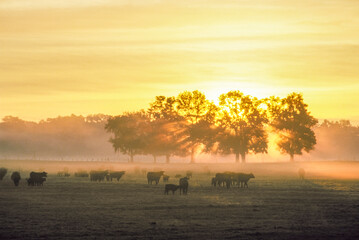 Cattle herd in morning in misty pasture with sunrise