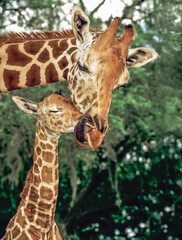 Giraffe mother wraps tongue around newbornes muzzle.