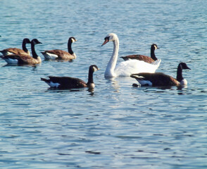 Lone Swan swimming with Geese