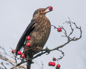 Amsel mit Beere im Schnabel