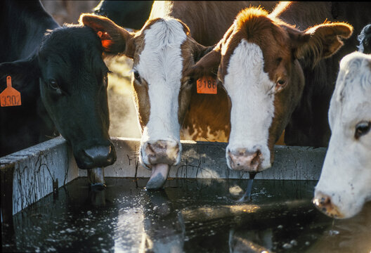 Cattle at molasses feed 
trough.