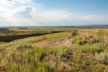 landscape with grass and sky