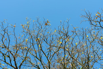 a beleza dos galhos secos do alto de uma árvore durante a primavera