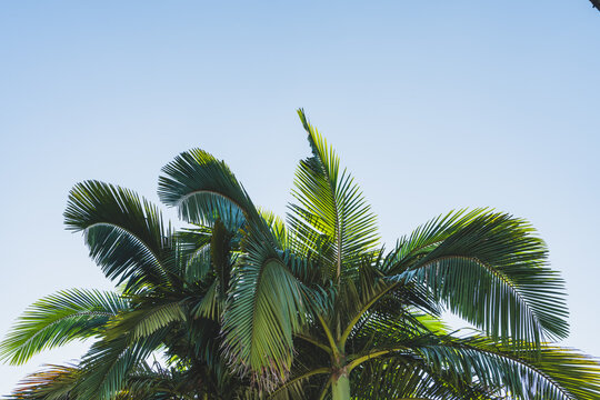 O topo de uma palmeira e o c&eacute;u azul