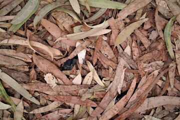 close up view on the dried leaves for background, selective focus, dry