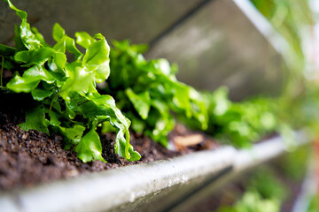Close up of a vertical green wall garden on behalf of climate adaptation