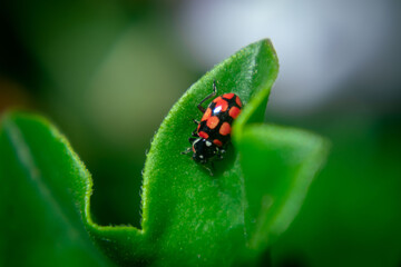Naturaleza