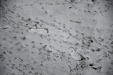 Bird tracks on the first snow top view