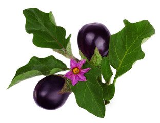 Eggplant isolated on white