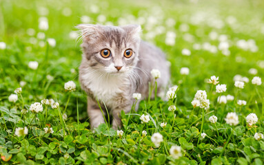 A lop-eared cat kitten walks outside in the green grass among the clovers