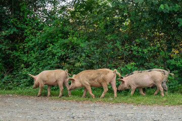 Obraz na płótnie Canvas Four piglets are walking near the road in the countryside.