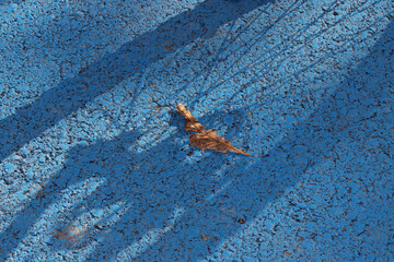 shadow of a bicycle wheel on the ground