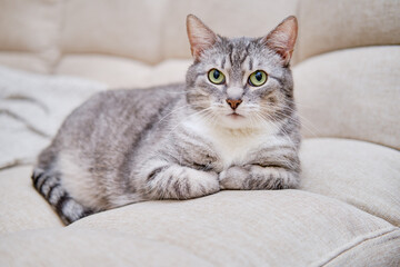 Fototapeta na wymiar A gray cat with green eyes lies on a beige sofa, portrait