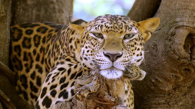 Leopards are wild animals that live in the rainforest. sleeping on a tree in the jungle