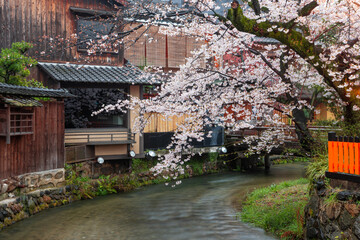 Kyoto, Japan along Shirakawa Dori Street in the Spring