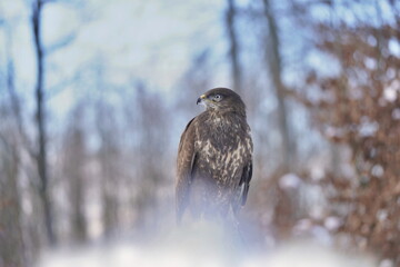 Wildlife scene with a common buzzard. Buteo buteo. Wildlife scene with raptor. Buzzard sitting on a tree stump.