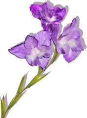 violet gladiolus three blooms flower isolated on white
