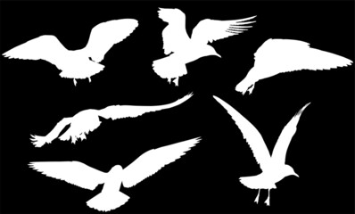 seagulls six silhouettes set isolated on black
