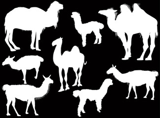 eight lama and camels silhouettes collection isolated on black