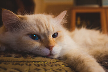 Cat
