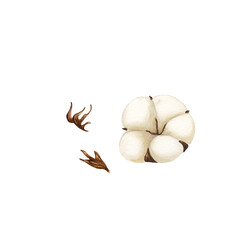 Watercolor Cotton flower set in a watercolor style isolated. Aquarelle wild flower for background, texture, card, frame